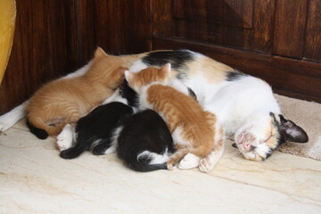 a beautiful scene of cat and her kittens