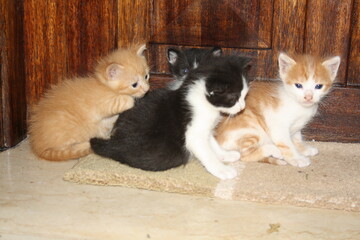 a beautiful scene of cat and her kittens