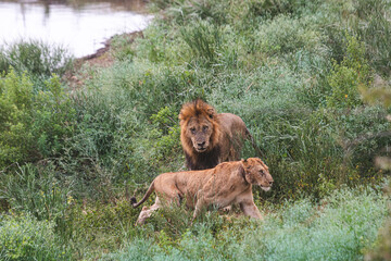 Lioness and lions are the most powerful animals on Kruger and all South Africa and you can feel that from them as soon as you look at them © klaussegon