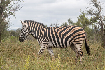 Zebra is one of the coolest animal to find on the Kruger Safari, South Africa