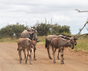 Gnu is a very typical animal to look at Kruger Park in South Africa