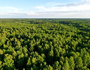 Lush forest expanse from above