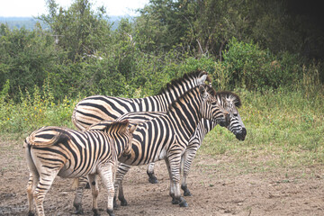 Zebra is one of the coolest animal to find on the Kruger Safari, South Africa