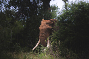 Wild elephant on the safari in South Africa on Kruger National Park