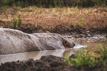 As dangerous as beautifuls, the hippos are incredible to watch in or out of the water