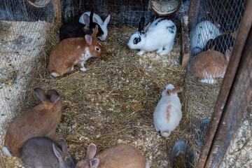 Obraz premium Playful rabbits in a cage