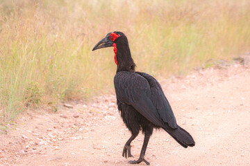 southern ground hornbill are huge and it is amazing to spot them around in South Africa