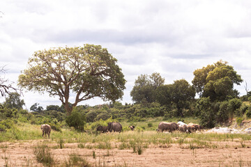 Elephant is the most impressive mammal you can see on Kruger