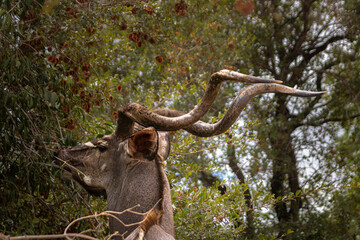 The symbol of Kruger could not be other animal than the Great Coudo