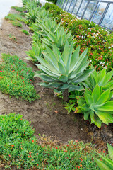 Agave attenuata, or foxtail agave or swan's neck agave, and dense groundcover formed by Malephora...