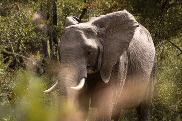 Wild elephant on the safari in South Africa on Kruger National Park