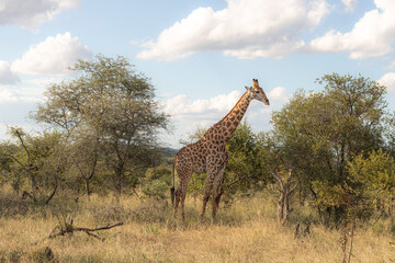 How tall can a Giraffe be? We just found out at the Kruger Park in South Africa, making the safari