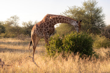 How tall can a Giraffe be? We just found out at the Kruger Park in South Africa, making the safari