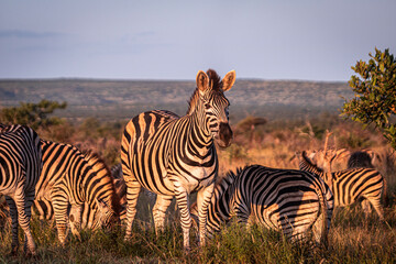 Zebra is one of the coolest animal to find on the Kruger Safari, South Africa