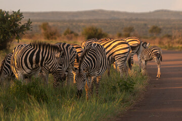 Fototapeta premium Zebra is one of the coolest animal to find on the Kruger Safari, South Africa