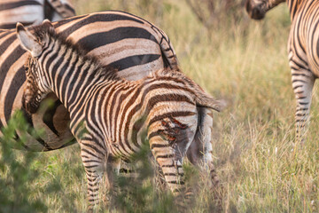 Zebra is one of the coolest animal to find on the Kruger Safari, South Africa