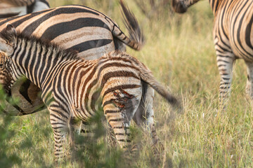 Zebra is one of the coolest animal to find on the Kruger Safari, South Africa