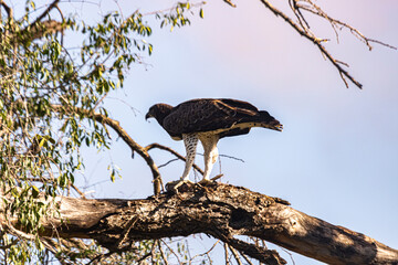 An eagle on the Kruger National Park, South Africa