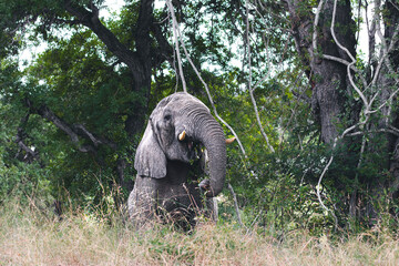Wild elephant on the safari in South Africa on Kruger National Park