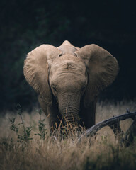 Wild elephant on the safari in South Africa on Kruger National Park