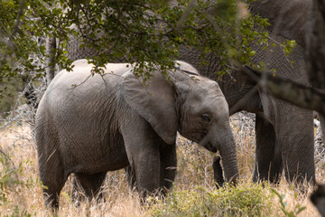 Wild elephant on the safari in South Africa on Kruger National Park