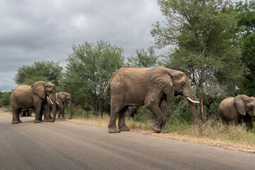 Wild elephant on the safari in South Africa on Kruger National Park