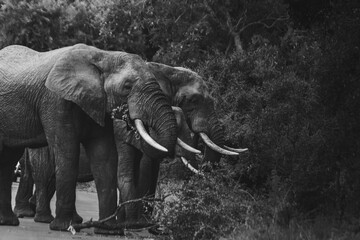 Wild elephant on the safari in South Africa on Kruger National Park