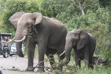 Papier peint photo Animaux sauvages Wild elephant on the safari in South Africa on Kruger National Park  © klaussegon