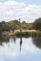 How tall can a Giraffe be? We just found out at the Kruger Park in South Africa, making the safari