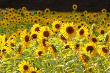 Fototapeta premium The setting sun shines on a field of a million sunflowers