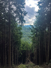 木立の間から見える遠くの山々