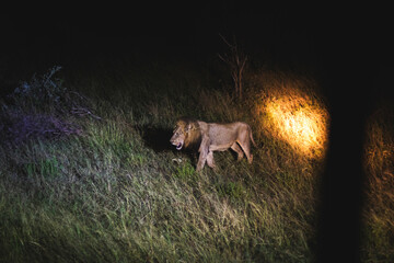 Lioness and lions are the most powerful animals on Kruger and all South Africa and you can feel that from them as soon as you look at them