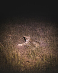 Lioness and lions are the most powerful animals on Kruger and all South Africa and you can feel that from them as soon as you look at them © klaussegon