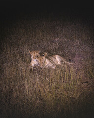 Lioness and lions are the most powerful animals on Kruger and all South Africa and you can feel that from them as soon as you look at them