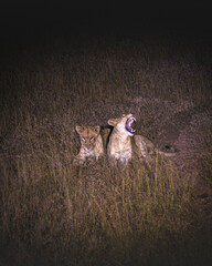 Lioness and lions are the most powerful animals on Kruger and all South Africa and you can feel that from them as soon as you look at them © klaussegon