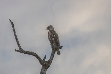 African hawks are rare and beautiful at the Kruger