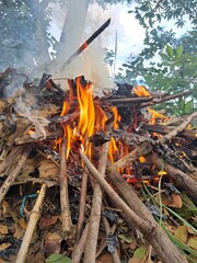 fire in the forest