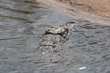Crocodiles are pretty huge and impressive in South Africa