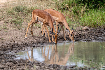 Impala is maybe the biggest group inside the Kruger Park