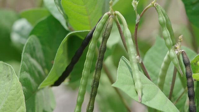Mung bean pods, crop planting at the fields	