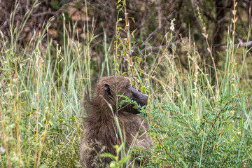 Baboons are huge and are always on big groups on Kruger Park in South Africa