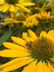 bee on yellow flower