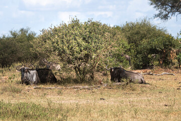 Gnu is a very typical animal to look at Kruger Park in South Africa