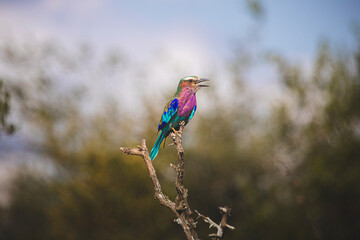 Indian Roller is by far the most beautiful bird on Kruger and mybe in South Africa