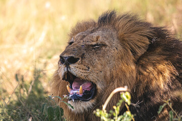 Lioness and lions are the most powerful animals on Kruger and all South Africa and you can feel that from them as soon as you look at them © klaussegon