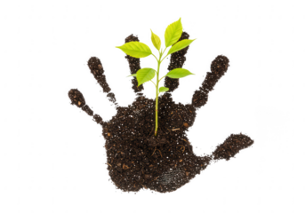 Green sprout emerging from soil within a handprint symbol isolated on transparent background
