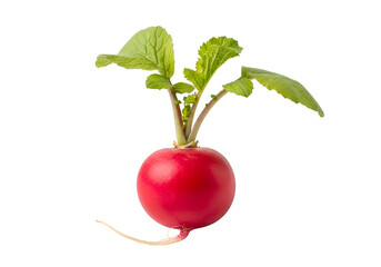 Fresh radish with green leaves against a black background.