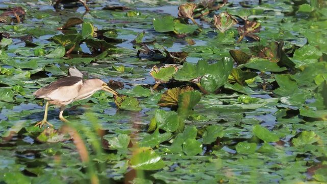 The little bittern heron bird hunting and catching a fish, Ixobrychus minutus