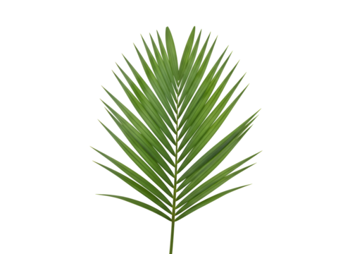 Lush green palm frond against a black background.