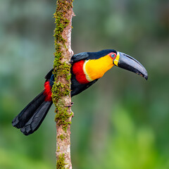 channel billed toucan perched on a branch